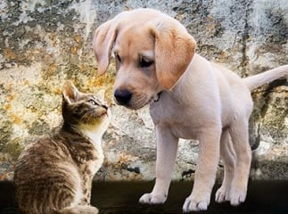 journée mondiale des animaux